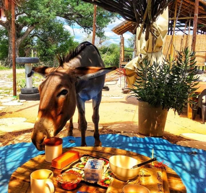 Eselbe Camp Backpackers Pansiyon Nata Dış mekan fotoğraf